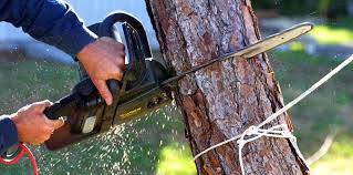 Best Tree Disease Treatment  in Vauxhall, NJ
