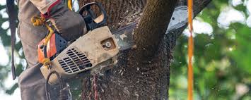 Best Tree Maintenance Programs  in Vauxhall, NJ
