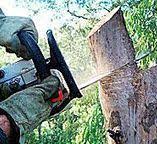Best Tree Maintenance Programs  in Vauxhall, NJ
