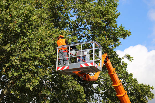 Best Storm Damage Tree Cleanup  in Vauxhall, NJ