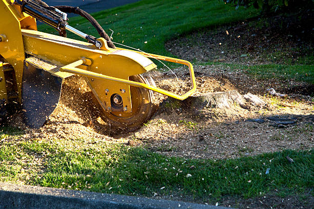 Best Palm Tree Trimming  in Vauxhall, NJ