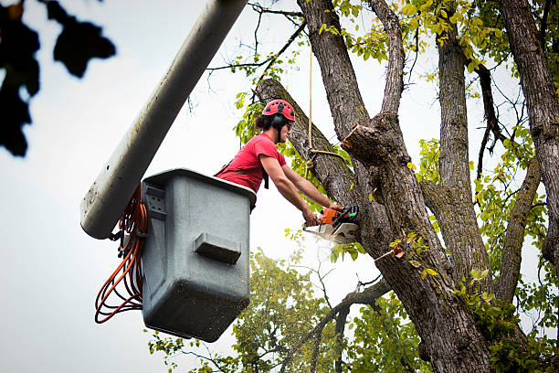 How Our Tree Care Process Works  in  Vauxhall, NJ